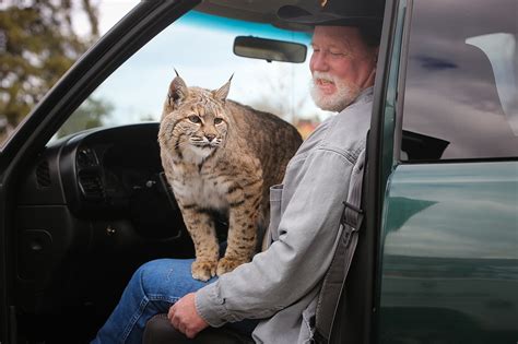 Local man forms extraordinary bond with pet bobcat | Daily Inter Lake