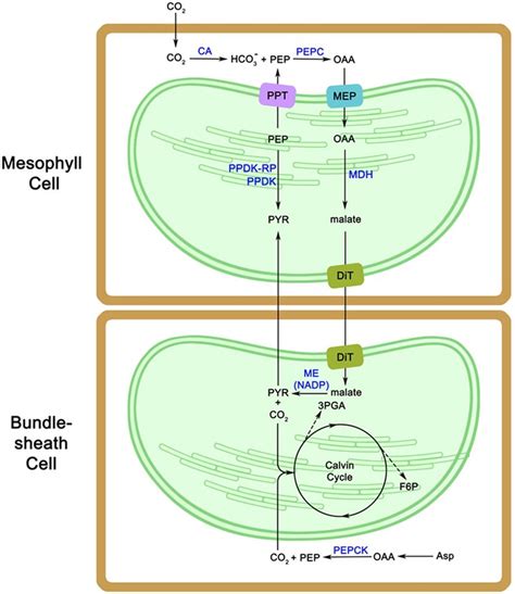 Schema of C4 photosynthetic pathway in Miscanthus. Two cells types, mc... | Download Scientific ...