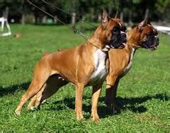 KanineKlubThe Right Way To Go About Boxer Puppy Training - KanineKlub