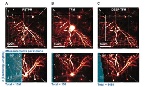 Comparison of two-photon imaging scenarios of a whole neuron (256 × 256... | Download Scientific ...