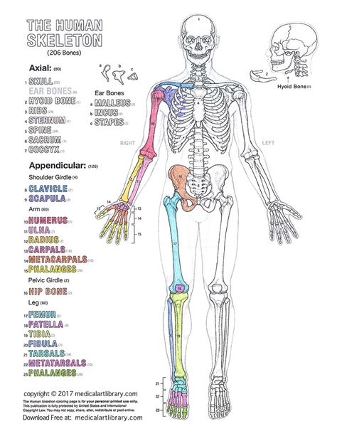 Human Skeleton Coloring Page - Medical Art Library
