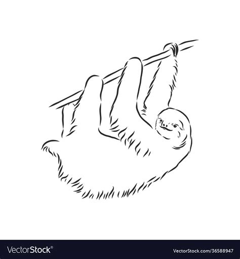 Sloth outline sketch Royalty Free Vector Image