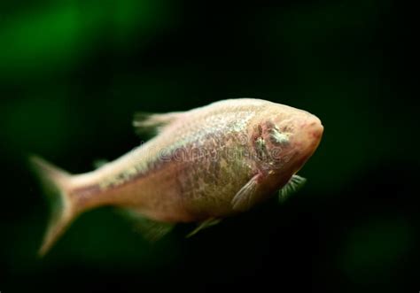 Blind Cave Fish Or Mexican Tetra Stock Photo - Image: 28109750