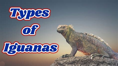 Types of Iguanas || - YouTube