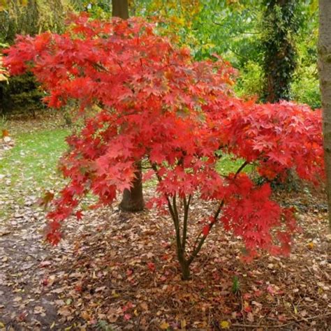 Acer Palmatum 'Osakazuki' Japanese Maple | lupon.gov.ph