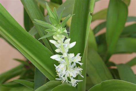 Eucomis autumnalis