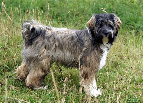 Tibetan Terrier Info, Temperament, Puppies, Pictures