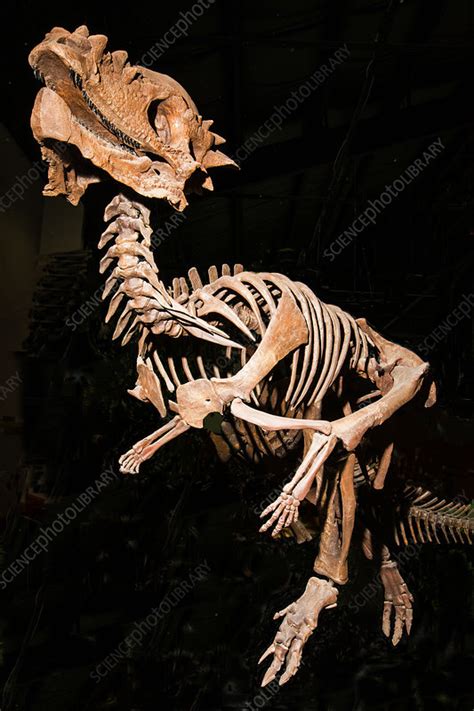 Pachycephalosaurus Dinosaur Fossil - Stock Image - C033/5647 - Science Photo Library