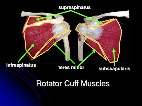 Shoulder Girdle and Upper Limb Muscles - ppt download