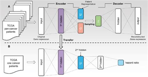 (A) The architecture of the VAE model used in this study. A hidden... | Download Scientific Diagram