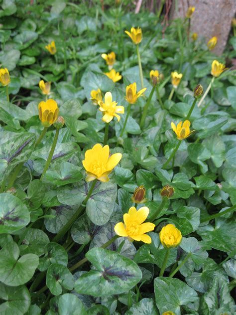 Lesser celandine | Plant-Lore