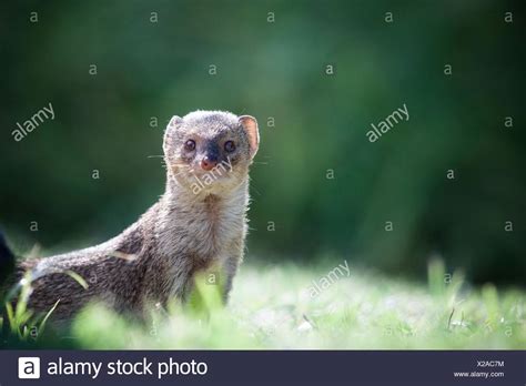 Mongoose Hawaii Stock Photos & Mongoose Hawaii Stock Images - Alamy