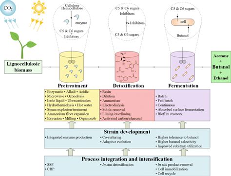 A representative schematic diagram of fermentative butanol production ...