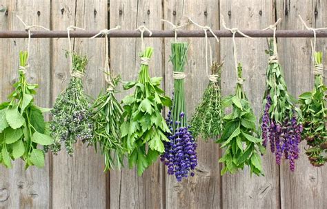 How to Dry Herbs the Right Way - Plant Instructions