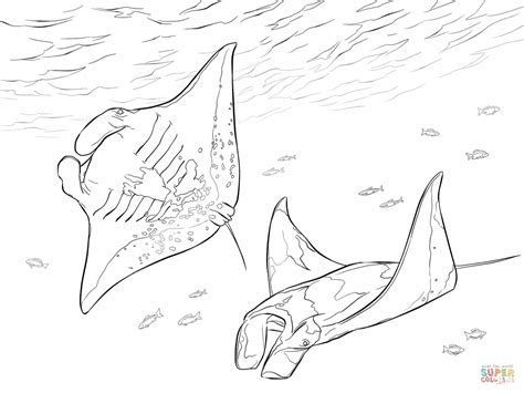 Manta Ray Coloring Page