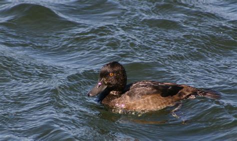 Tufted Duck (Female) | BirdForum