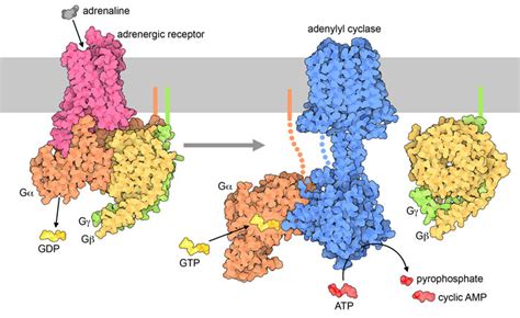 PDB-101: Molecule of the Month: G Proteins