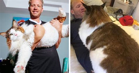 El gato más grande de Nueva York pesa casi 13 kilos y es más grande que ...