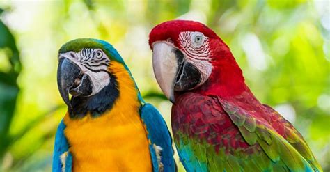 Macaw - A-Z Animals