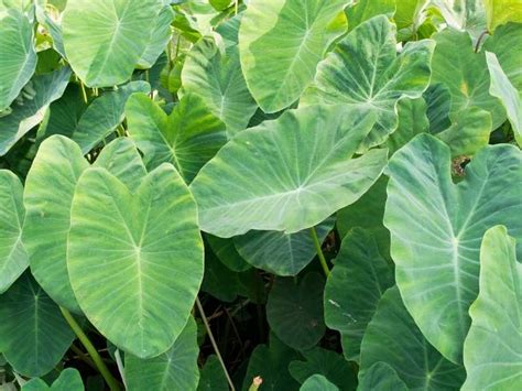 Is Elephant Ear Plant Edible - octopussgardencafe