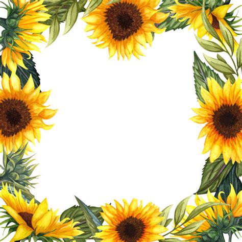 Clip Art Of Yellow Sunflowers Border Illustrations, Royalty-Free Vector ...