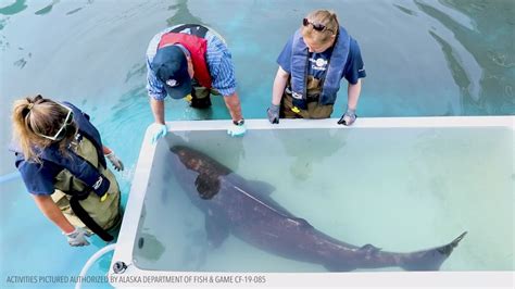 Alaska Sealife Center scientists capture rare Pacific sleeper shark