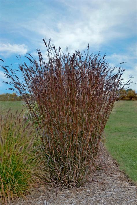 13 Terrific Tall Grasses | HGTV