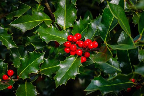 How to Grow and Care for English Holly (Ilex aquifolium)