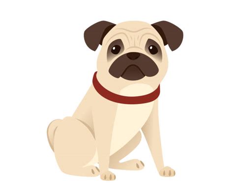 Anjing Pug Ilustrasi, Grafik Vektor & Clip Art Bebas Royalti - iStock