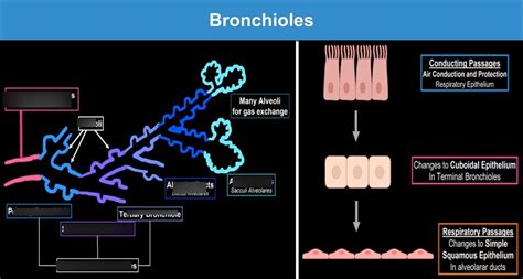 Bronchioles (Diagram) Diagram | Quizlet