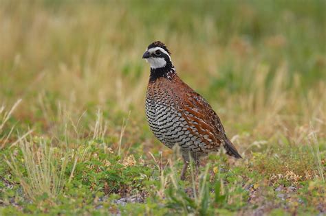 Bobwhite Quail Management - Alabama Cooperative Extension System