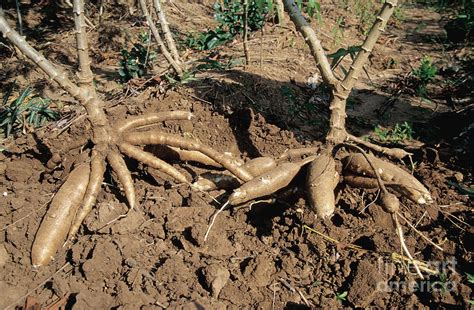 Cassava Roots Photograph by Inga Spence