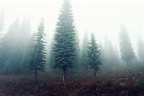 Free stock photo of fog, foggy, forest