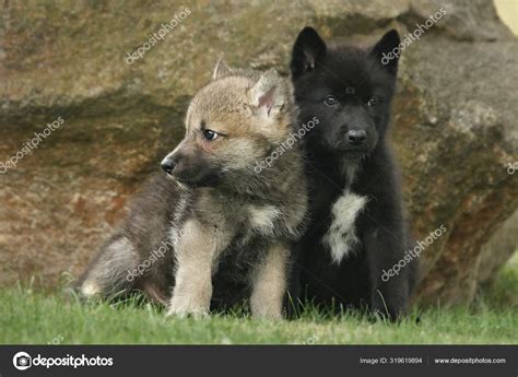 Eastern Timber Wolf Pups