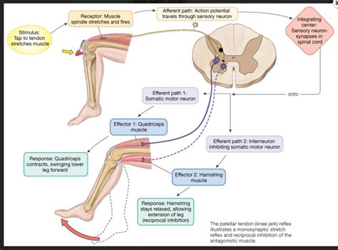 Functional Integrative Rehabilitation Education - Reciprocal Inhibition?