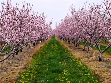 Peach Tree Orchard - Niagara Peninsula, ON - a photo on Flickriver