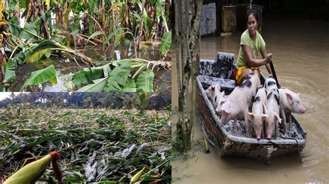 Amount Of Agricultural Damage Due To Typhoons Revealed