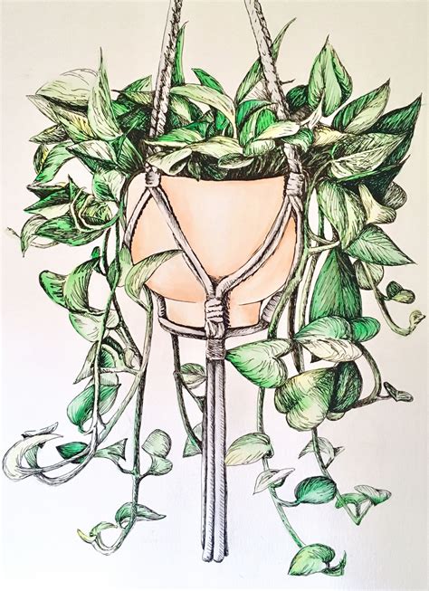 Pothos Water Color & Ink Hanging Plant Floral Illustration Drawing (FRAMED ORIGINAL)