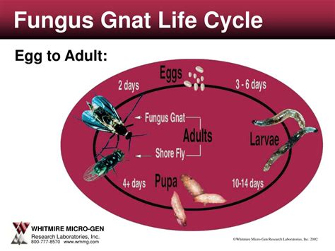 PPT - Aphid Life Cycle PowerPoint Presentation, free download - ID:4177688