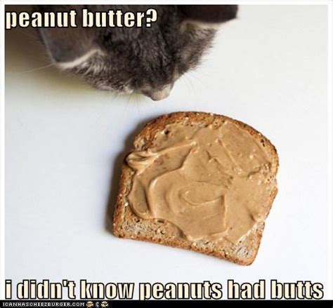 peanut butter? - Lolcats - lol | cat memes | funny cats | funny cat pictures with words on them ...