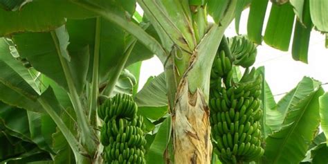 Can Bananas Cause Diarrhea? - 3 Reasons Why They Can! - Gut Advisor