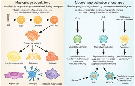 20 best images about macrophage on Pinterest | Blood cells, T cell and Other