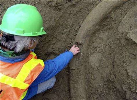 Museum hopes to excavate Seattle mammoth tusk