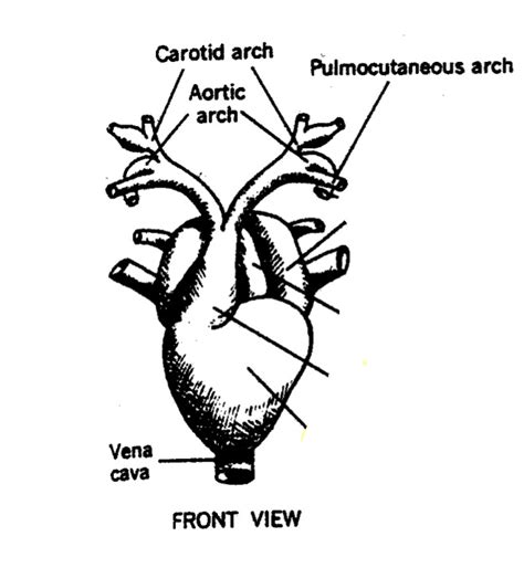 Bio- Frog Circulatory System Diagram | Quizlet