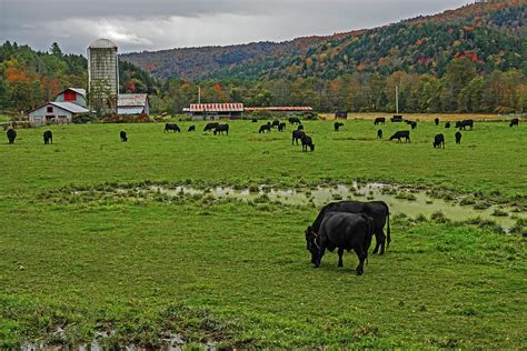 Waterbury VT Cattle Farm Silo Fall Foliage New England Grazing Photograph by Toby McGuire - Fine ...