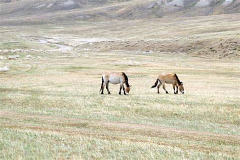 Horse in steppe stock image. Image of summer, green, mongolian - 25512203