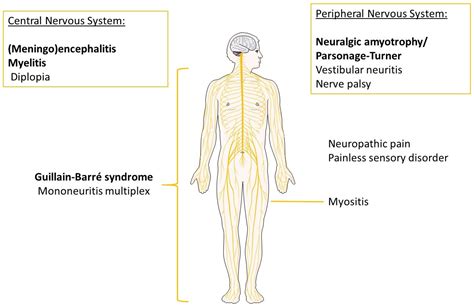 Pathogens | Free Full-Text | Hepatitis E Virus Infection: Neurological ...