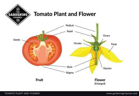 How‌ ‌to‌ ‌Hand‌ ‌Pollinate‌ ‌Your‌ ‌Tomato‌ ‌Flowers‌