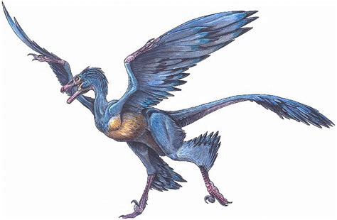 Microraptor Pictures & Facts - The Dinosaur Database