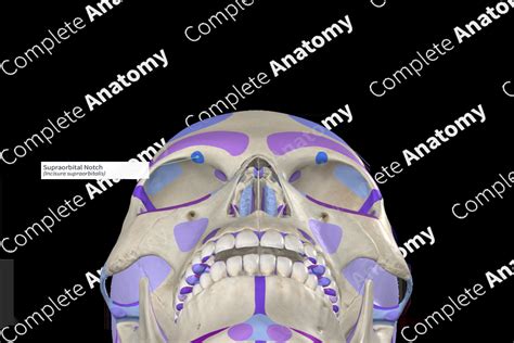 Supraorbital Notch | Complete Anatomy